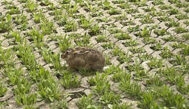 Hase auf dem Parkplatz