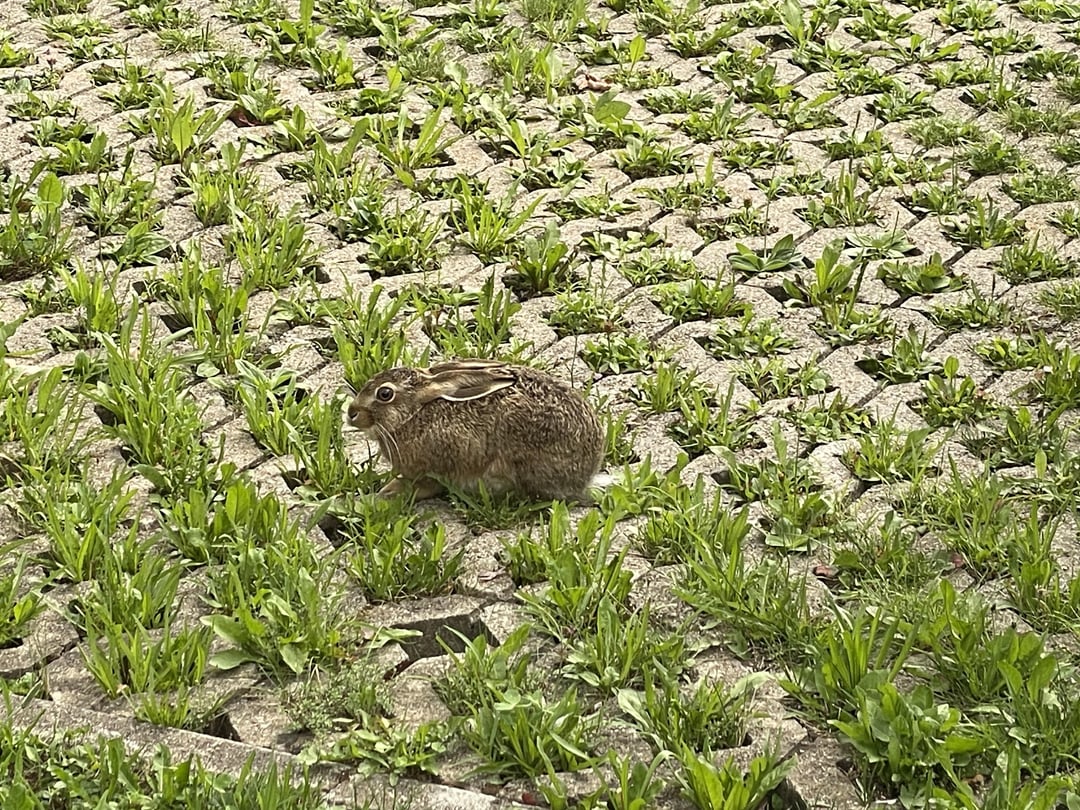 Hase auf dem Parkplatz