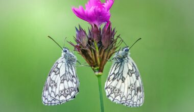 Ein Schmetterlingstraum – und ich war mittendrin!