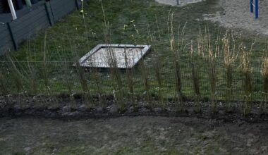 Frage zum Wintergrünen Liguster