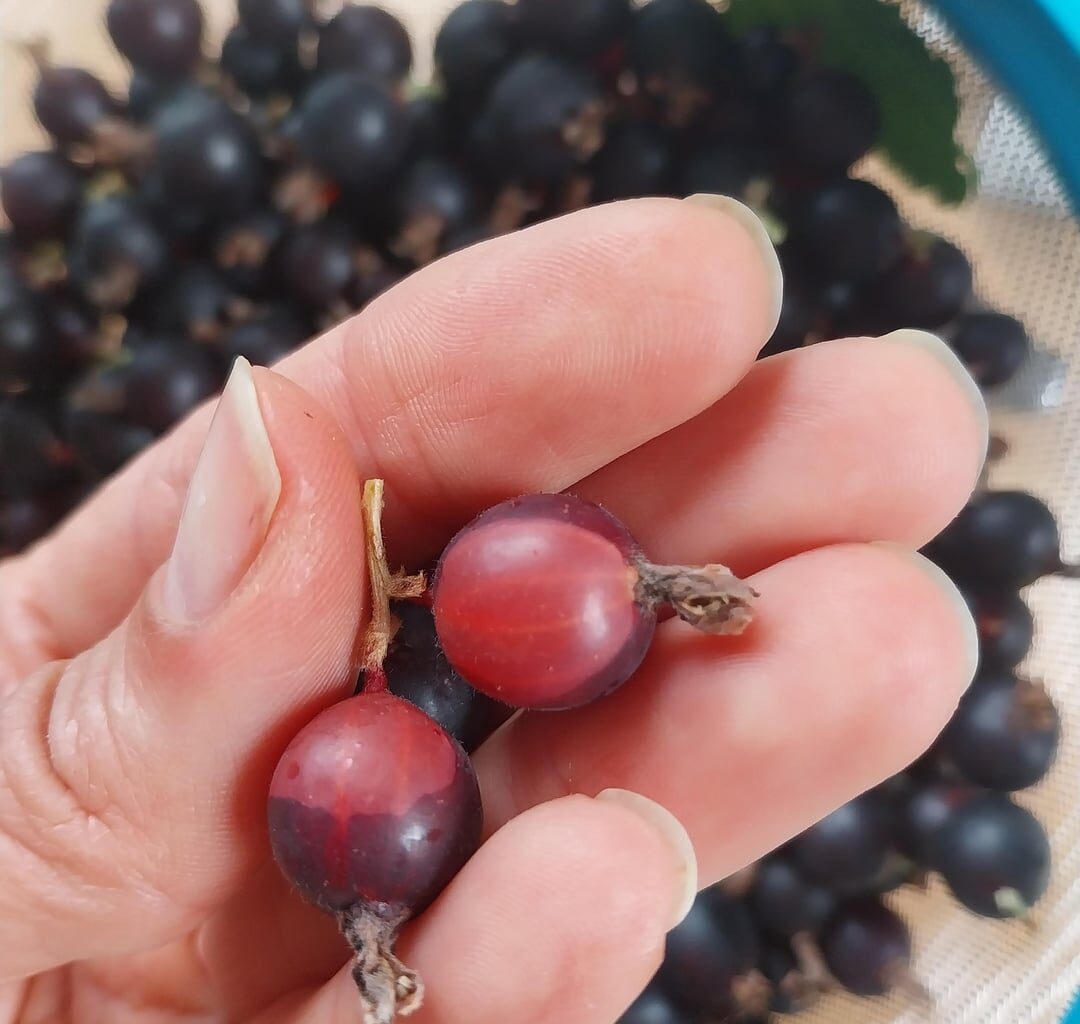 Warum sind die Jostabeeren teilweise fleckig?