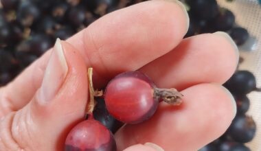 Warum sind die Jostabeeren teilweise fleckig?