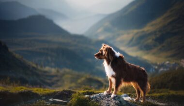 Hund beim Urlaub in den Alpen in Österreich