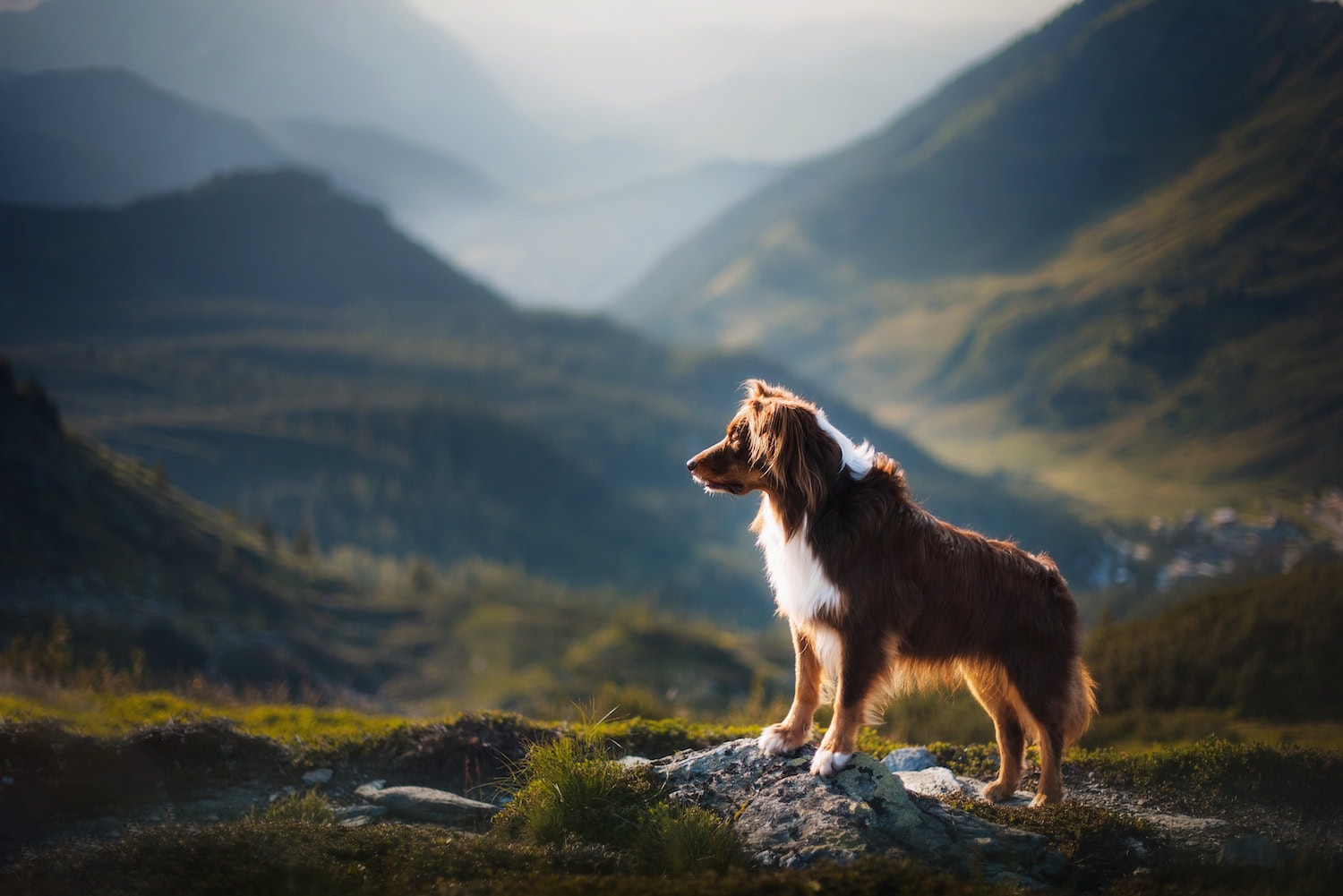 Hund beim Urlaub in den Alpen in Österreich