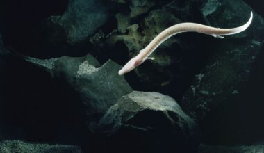 Scientists Tracked An Olm For 2,569 Days And It Did Not Move An Inch