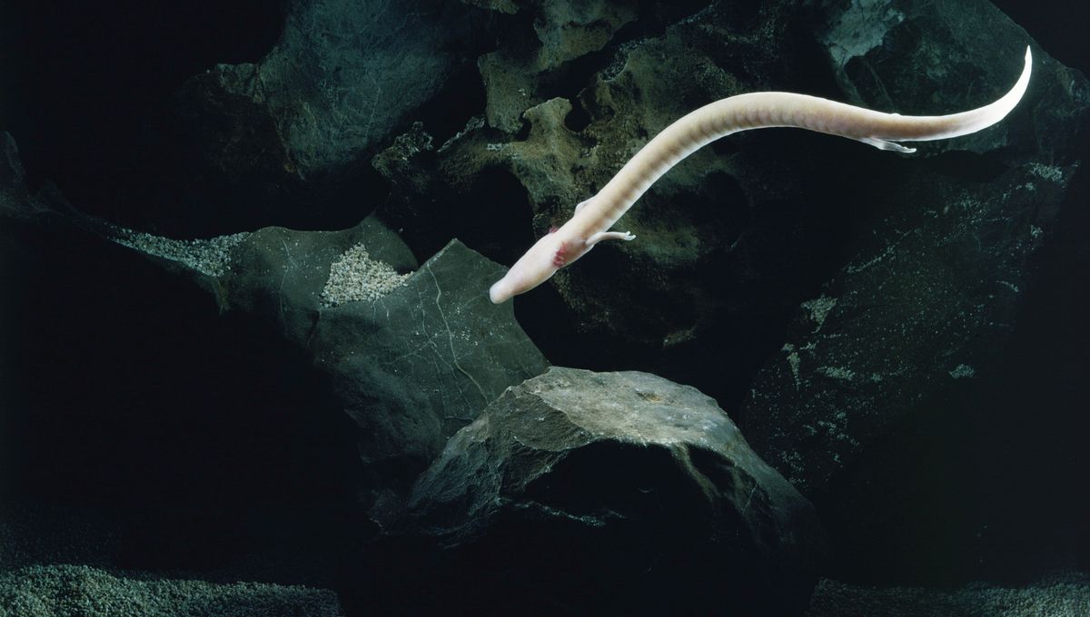 Scientists Tracked An Olm For 2,569 Days And It Did Not Move An Inch