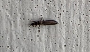 Insect invasion!