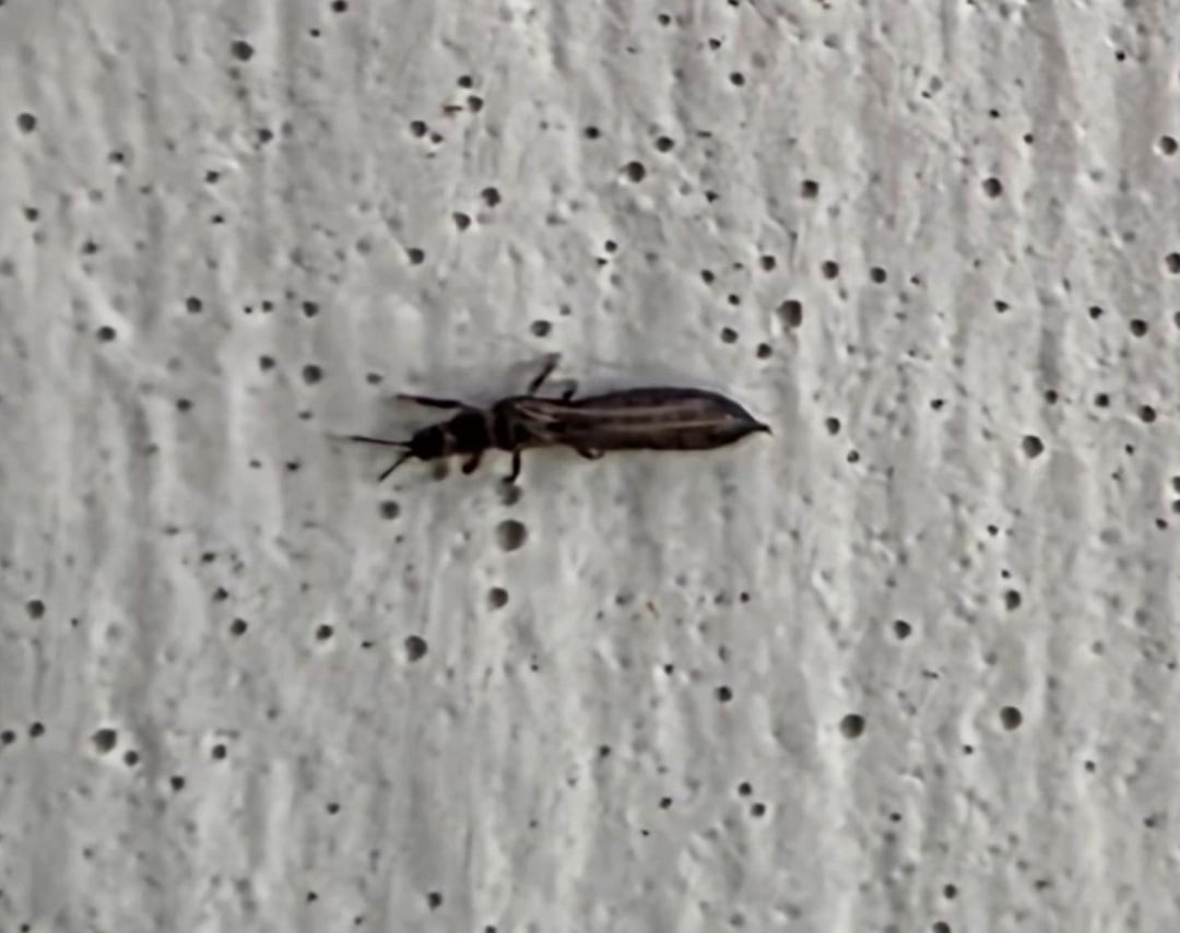 Insect invasion!