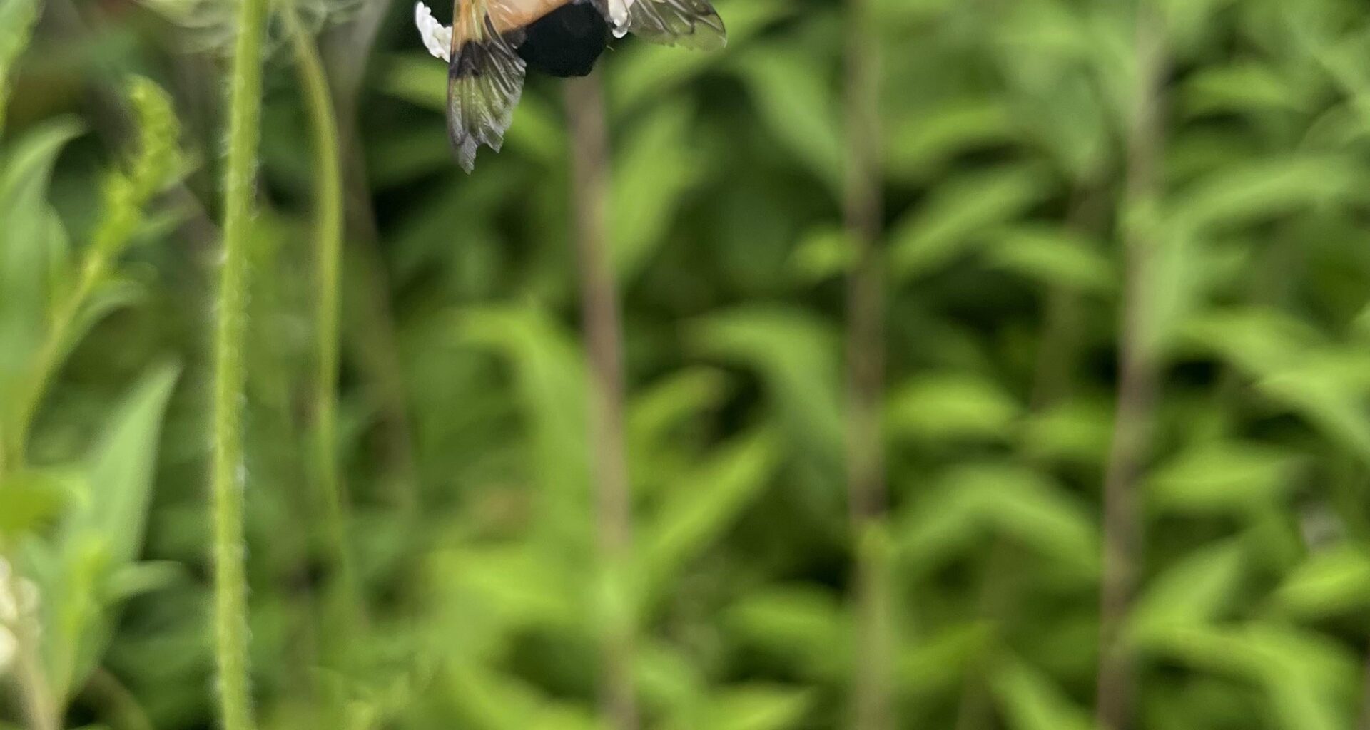 Was habe ich da fotografiert?