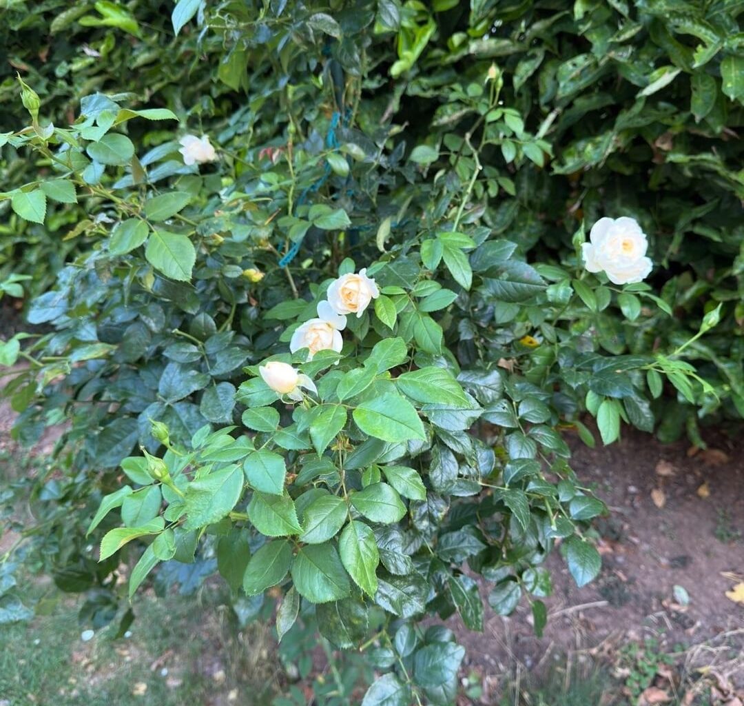 Welche Rose ist das? Wie pflegen?
