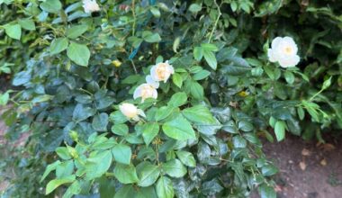 Welche Rose ist das? Wie pflegen?