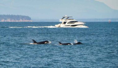 2 Sailors Rescued in Spain After Killer Whales Target Yacht in Organized Attack