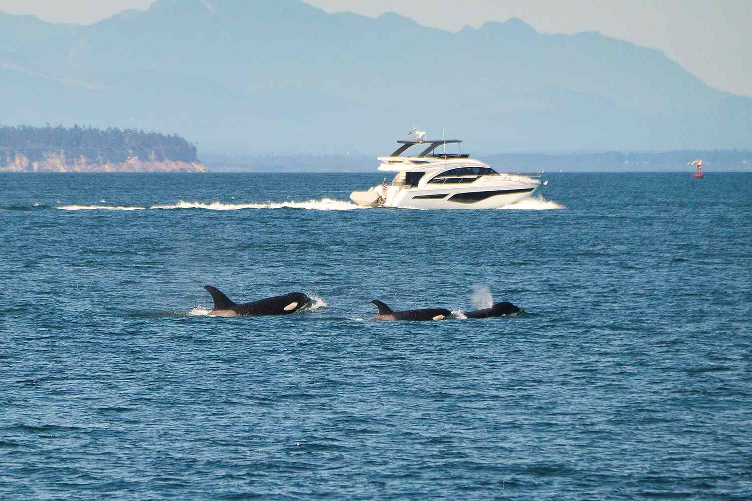 2 Sailors Rescued in Spain After Killer Whales Target Yacht in Organized Attack