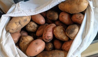 Dir Kartoffelernte hat begonnen!