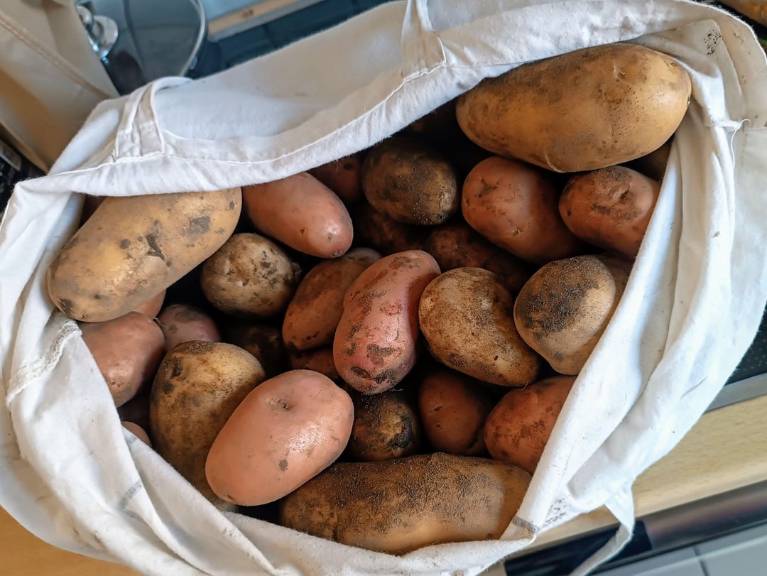 Dir Kartoffelernte hat begonnen!