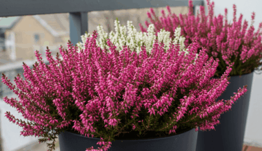 Winterheide (Erica carnea)