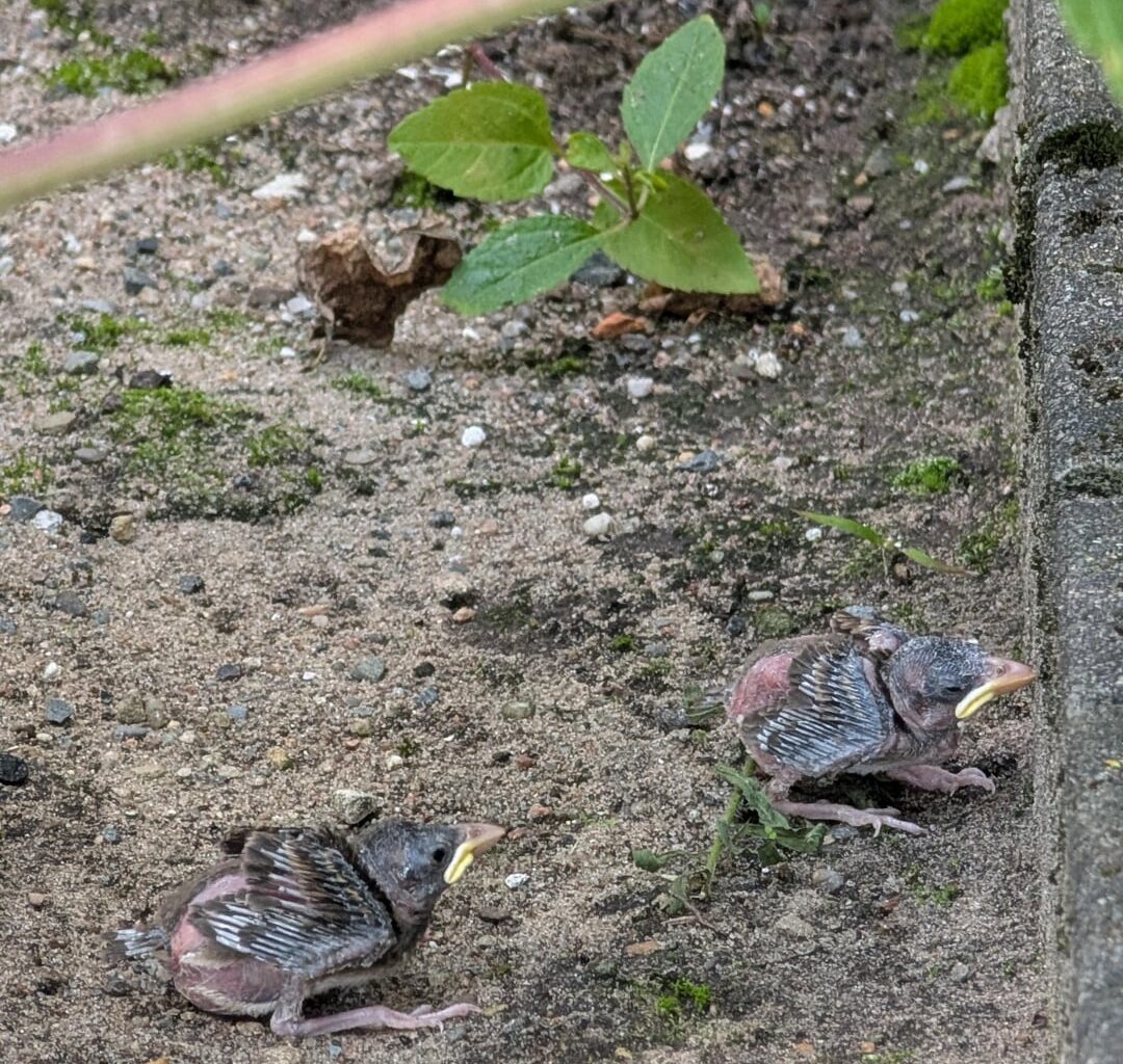 Baby Spatzen (?) im Hinterhof