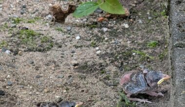 Baby Spatzen (?) im Hinterhof
