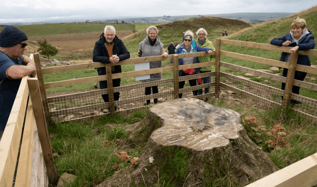 Shoots at Sycamore Gap, Hadrian’s Wall.