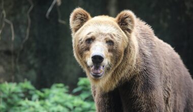 Residents have tips on being bear-wary in northern Latvia / Article