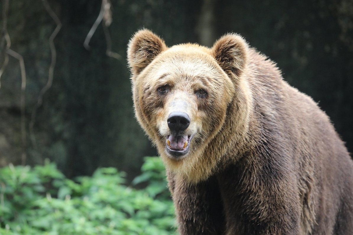 Residents have tips on being bear-wary in northern Latvia / Article