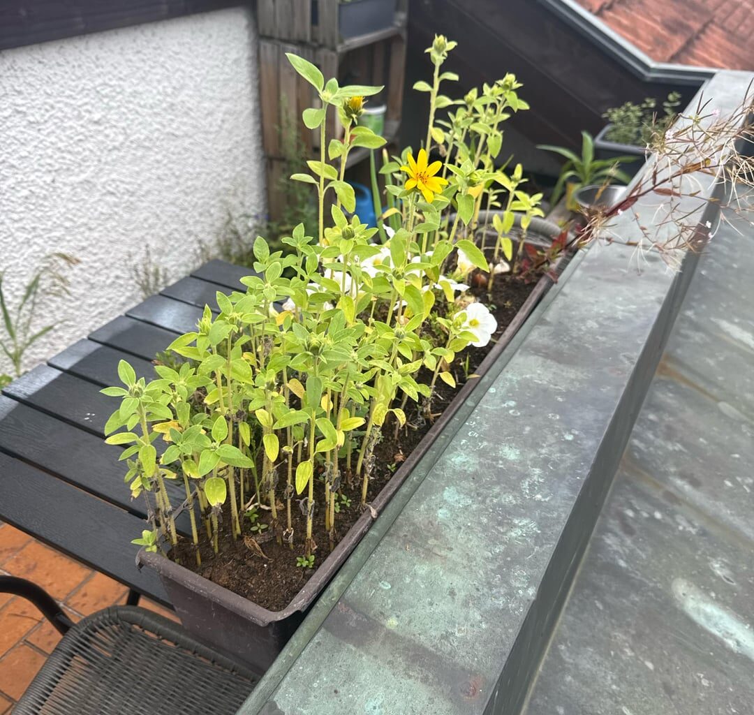 Vogelfüttern -> Sonnenblumen
