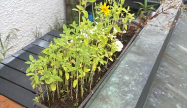 Vogelfüttern -> Sonnenblumen
