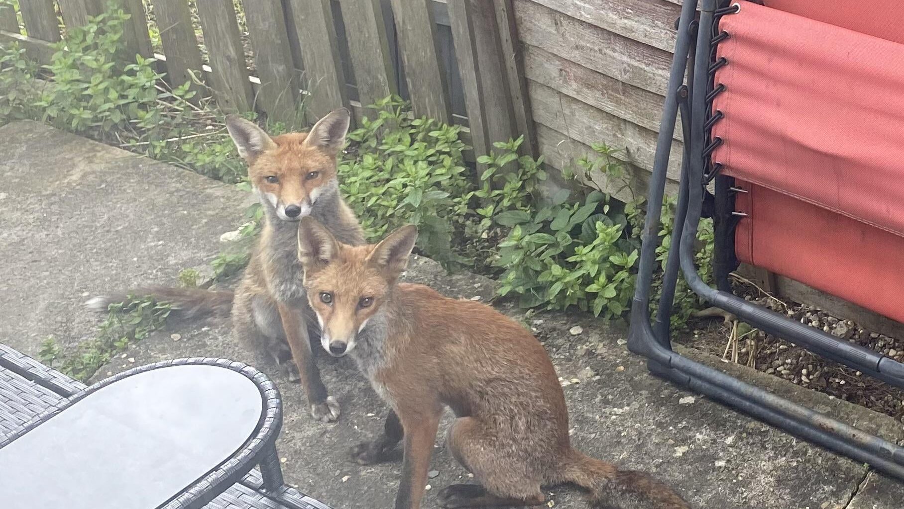 got two dogs today