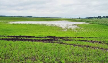 Farmers' losses due to frost and rain estimated at EUR 63 million this year / Article