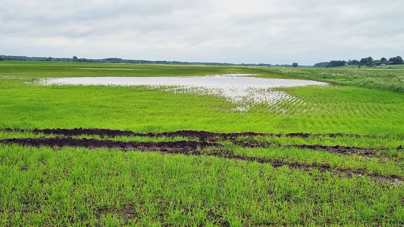 Farmers' losses due to frost and rain estimated at EUR 63 million this year / Article