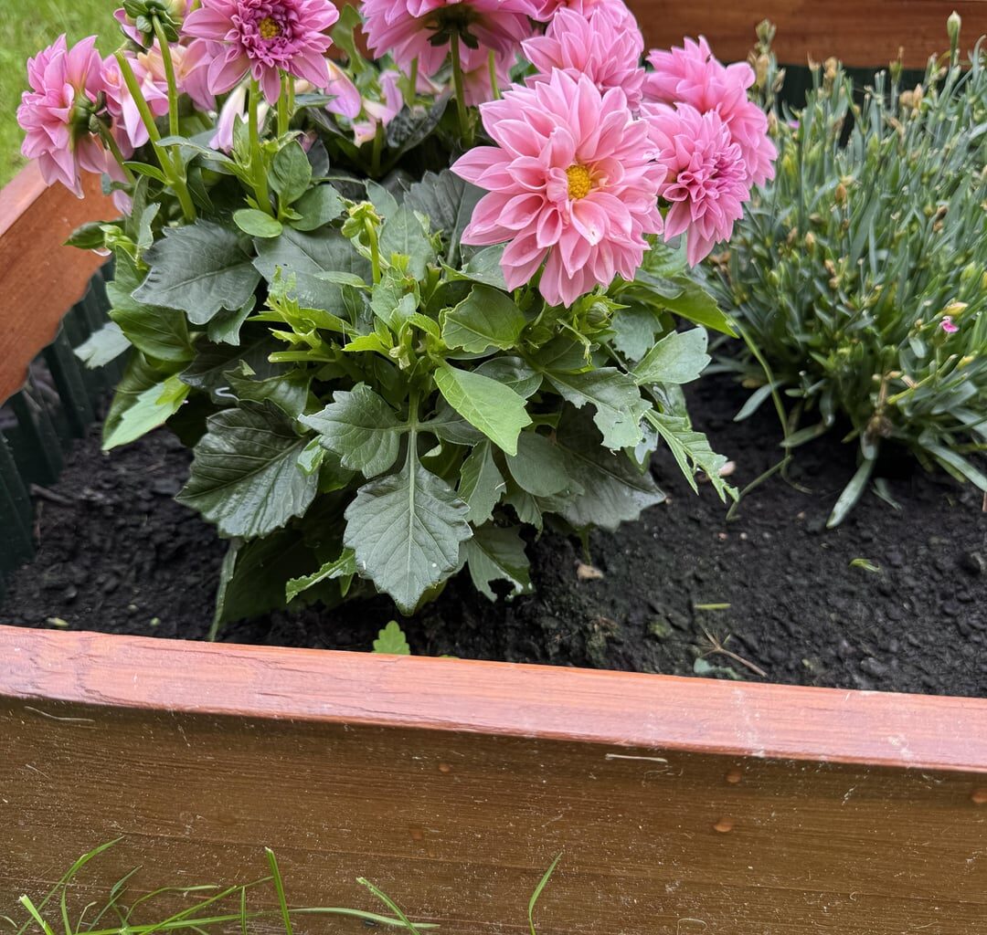 Was frisst unsere Blumen im Beet? Mäuse, Insekten?