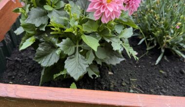 Was frisst unsere Blumen im Beet? Mäuse, Insekten?