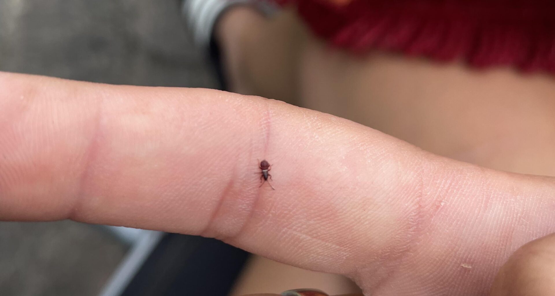 verdammt niedlicher Käfer 🥹 scho ein Käfer oder?