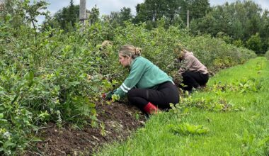 Latvian farmers say seasonal workers are in demand / Article