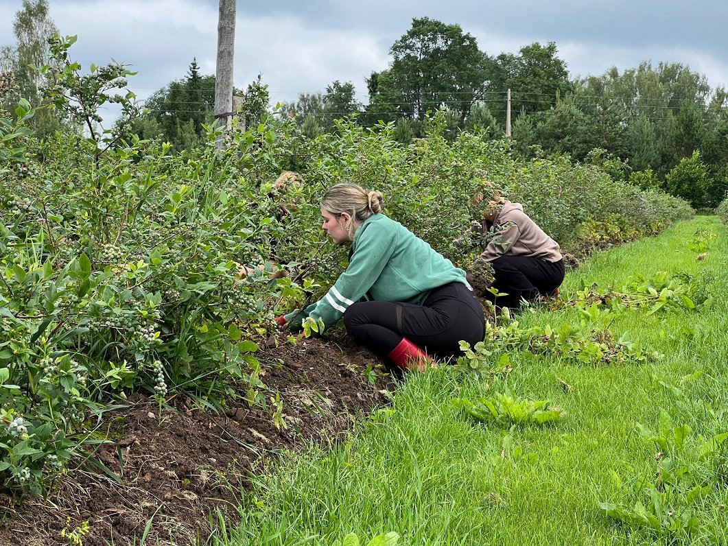 Latvian farmers say seasonal workers are in demand / Article