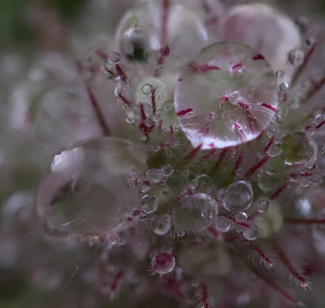 Einige Makros mit Wassertropfen [OC]