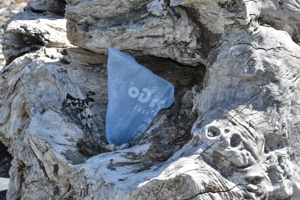 Youth beach cleanup