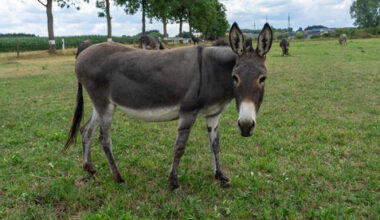 Jerusalem man jailed for killing donkey, hanging its severed head in Muslim cemetery