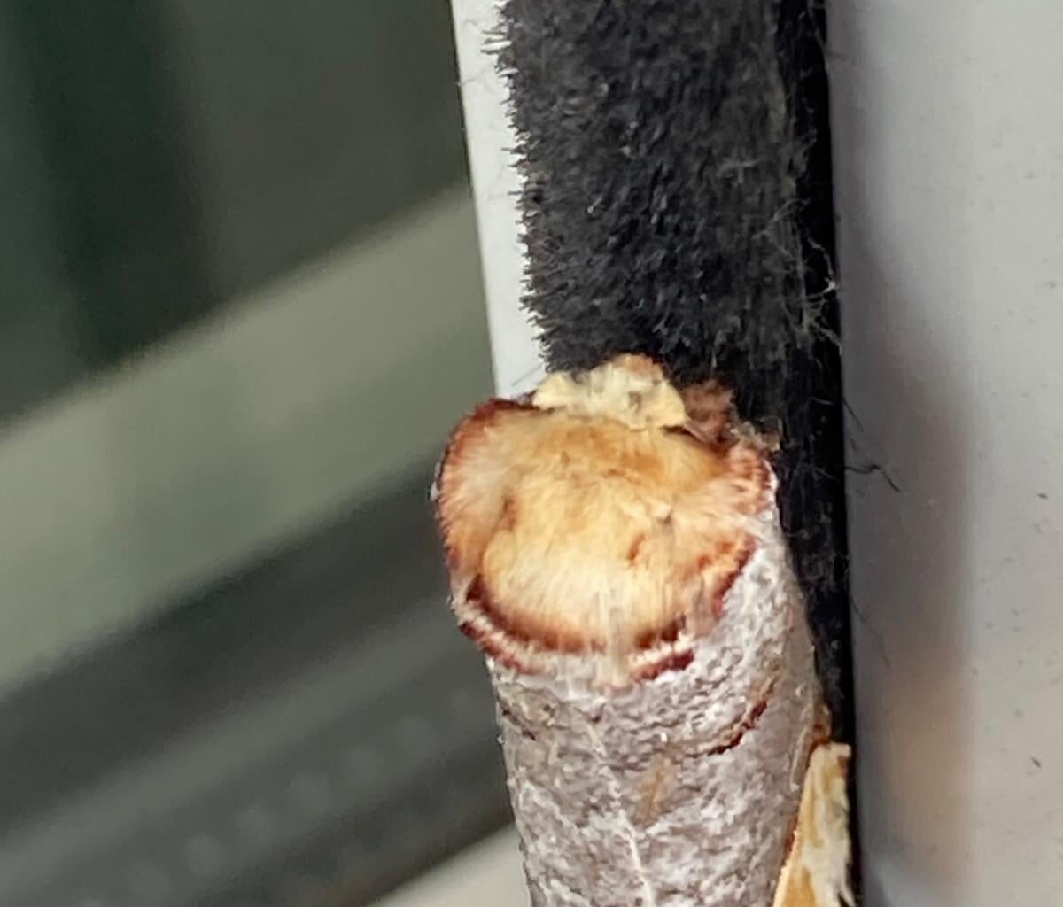 Wat is dit ding?