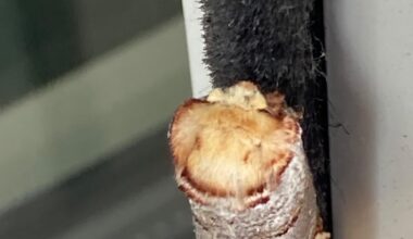 Wat is dit ding?