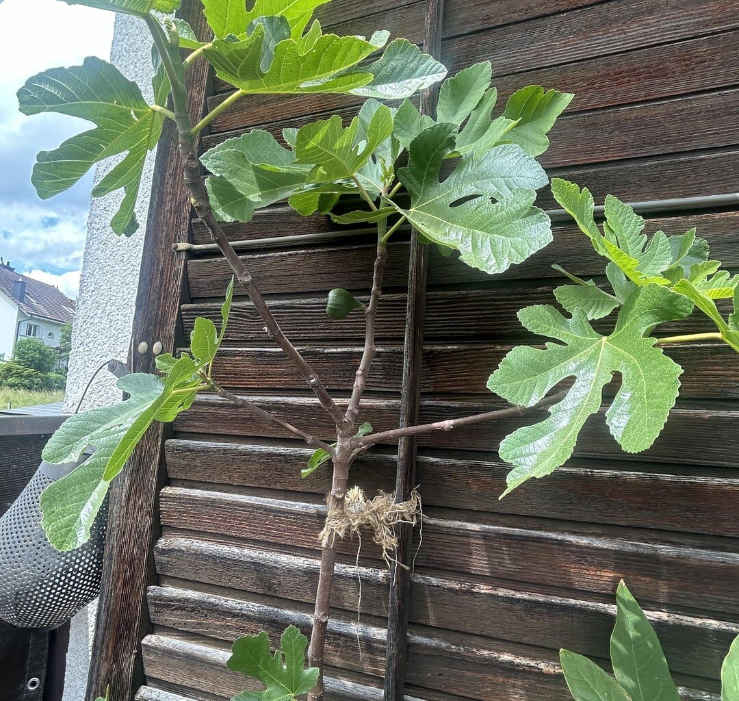 Feigenbaum