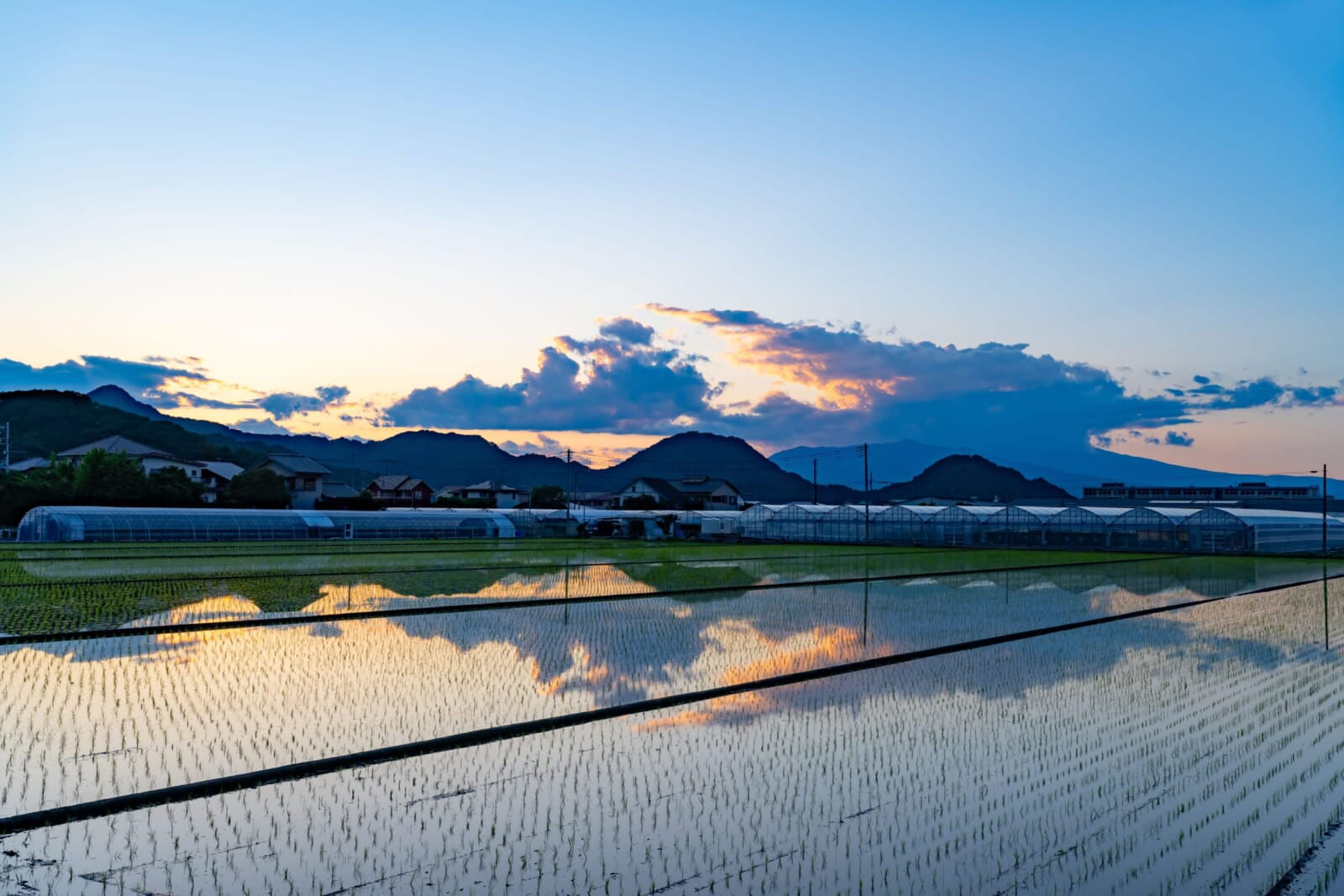 rice fields japan
