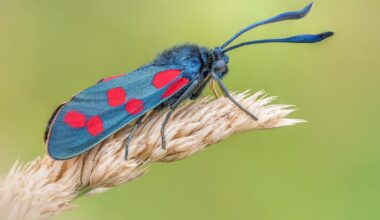 Unglaublich: Widderchen in meinem Garten!