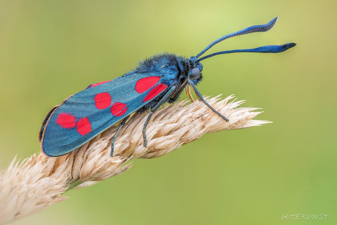 Unglaublich: Widderchen in meinem Garten!