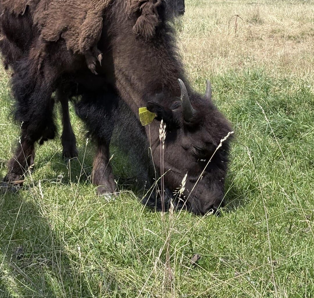 In a refreshing non- border or political post : some Bison near Staszow , in Świętokrzyska