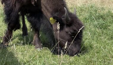 In a refreshing non- border or political post : some Bison near Staszow , in Świętokrzyska