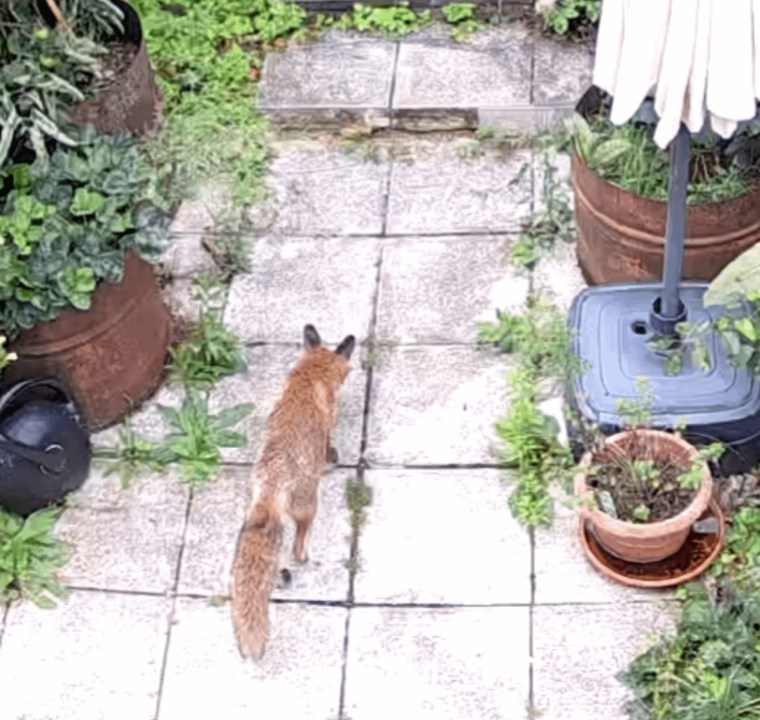 Fuchs oder Goldschakal?