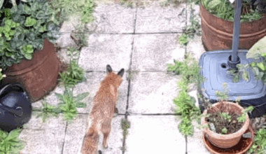 Fuchs oder Goldschakal?