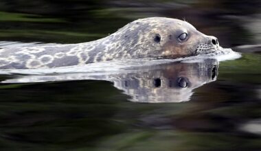 Saimaa ringed seal officially classified as separate species