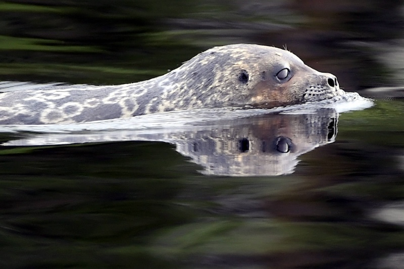 Saimaa ringed seal officially classified as separate species